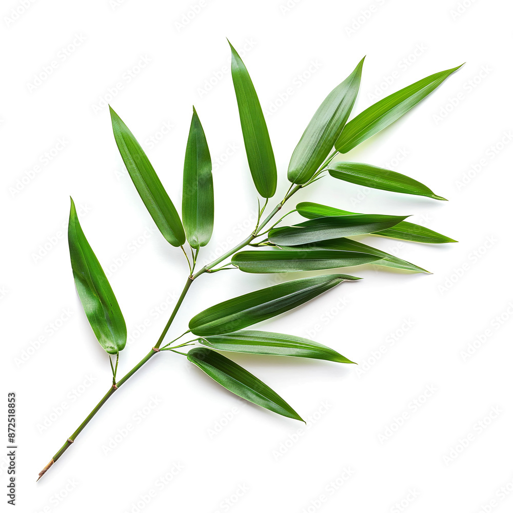 Obraz premium Majestic Bamboo Leaf Isolated on White Background