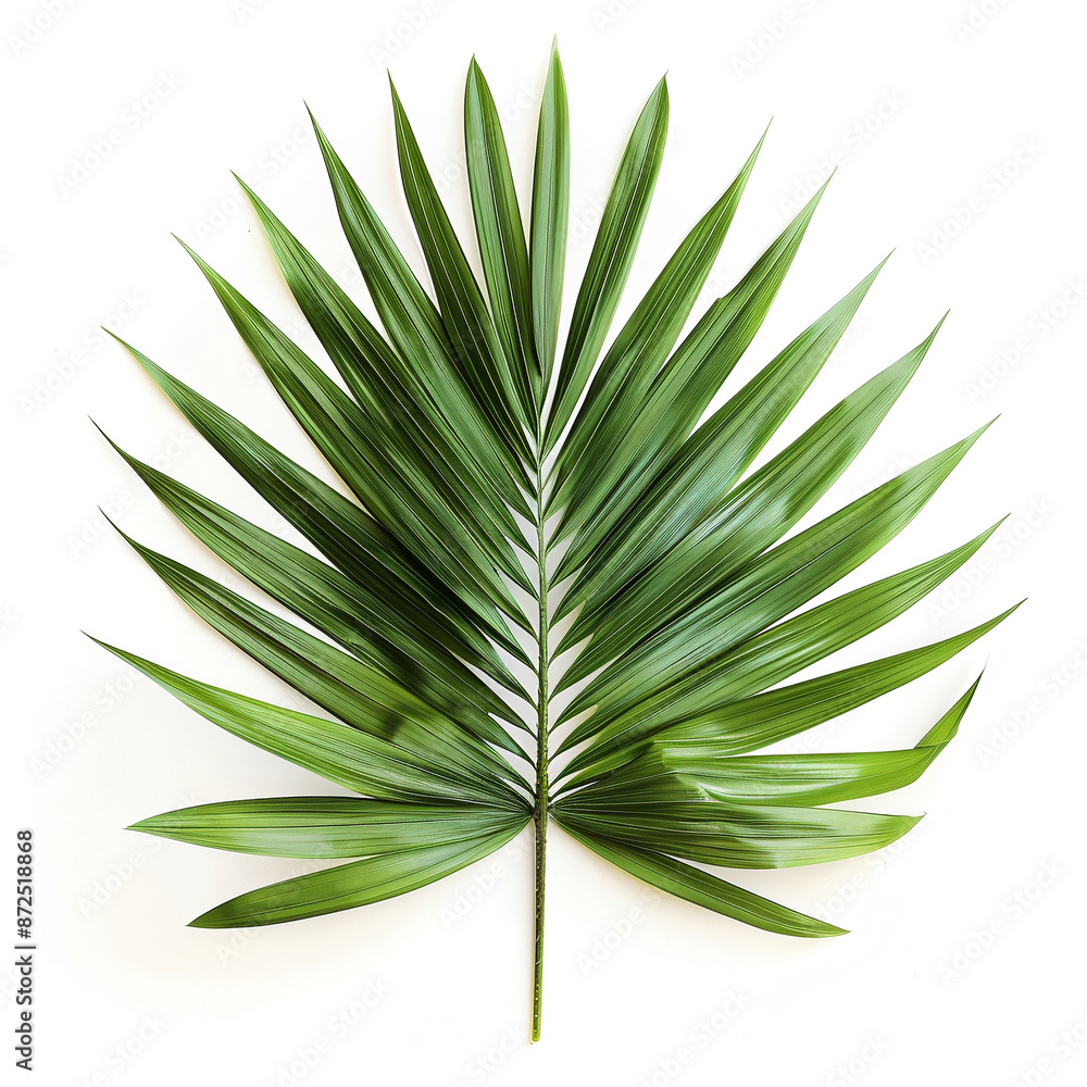Elegant Palm Leaf Elegant Palm Leaf