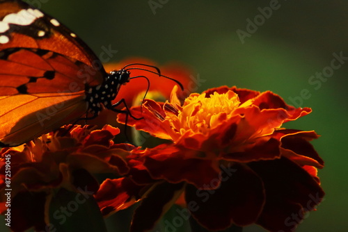 beautiful plain tiger butterfly also known as african queen or african monarch (danaus chrysippus), sucking nectar and pollinating the flower photo