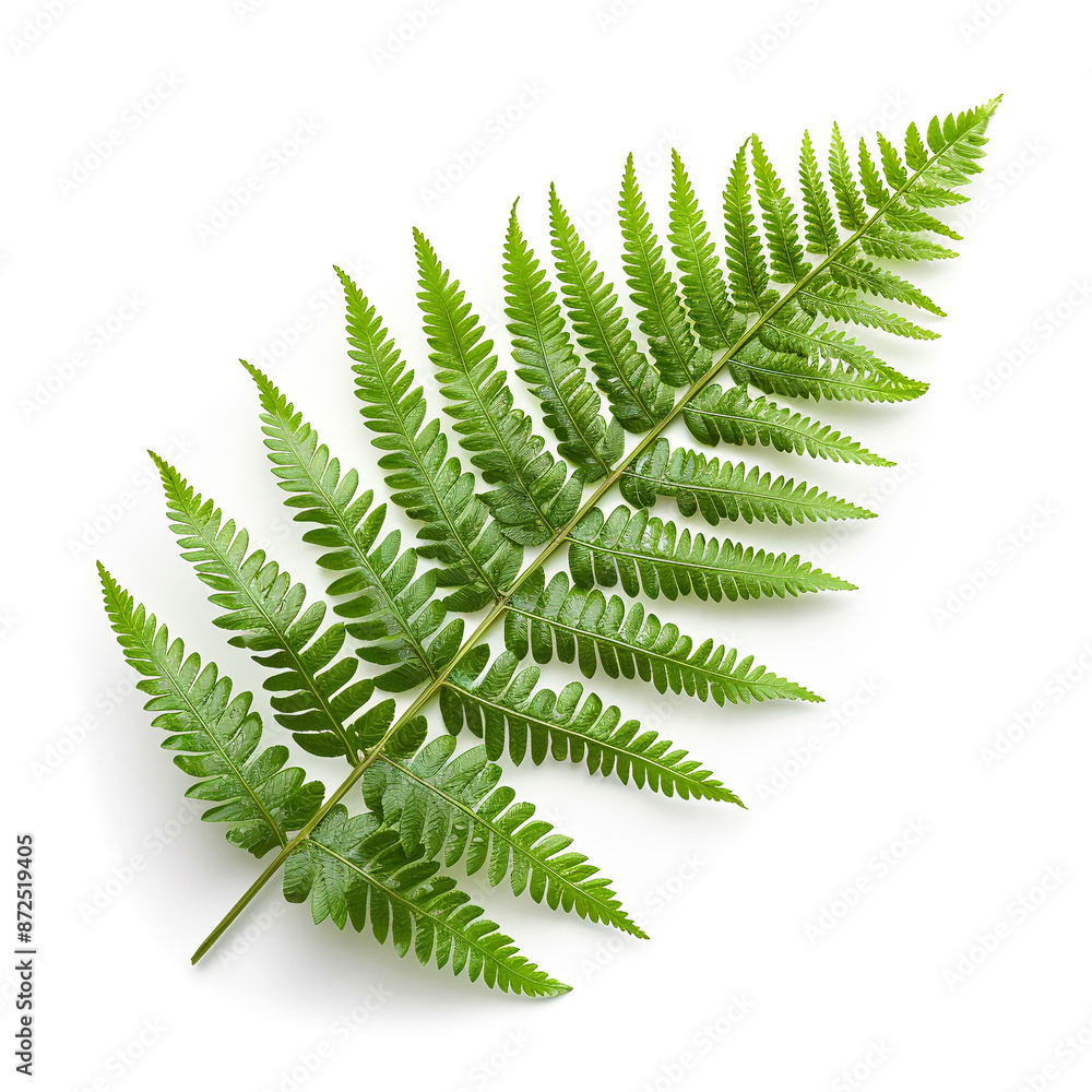 Fern Frond - Vibrant Fern Frond - Vibrant