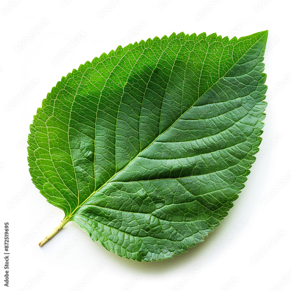 Obraz premium Majestic Hydrangea Leaf Isolated on White Background