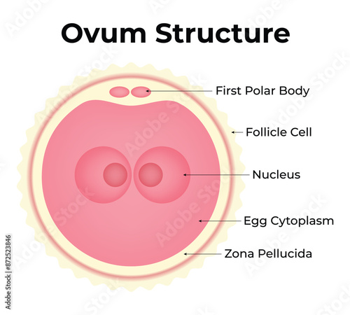 Ovum Structure Science Design Vector Illustration Diagram