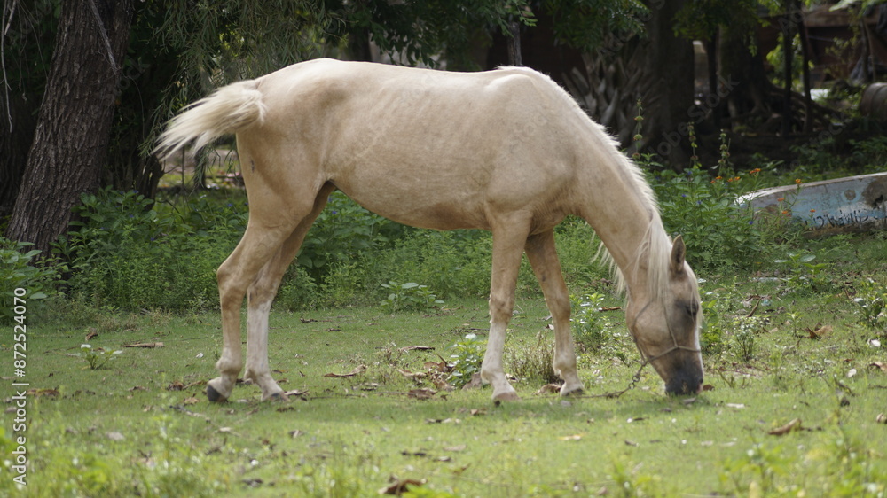 Fototapeta premium Caballo Pastando