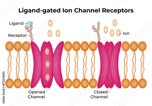 Ligand Gated Ion Channel Receptors Science Design Vector Illustration Diagram
