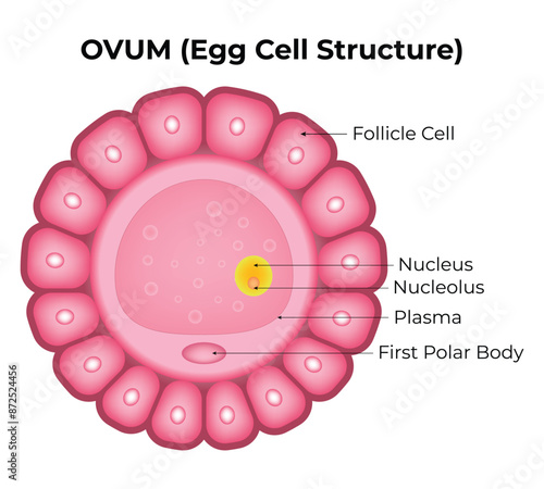 Ovam Egg Cell Structure Science Design vector Illustration Diagram