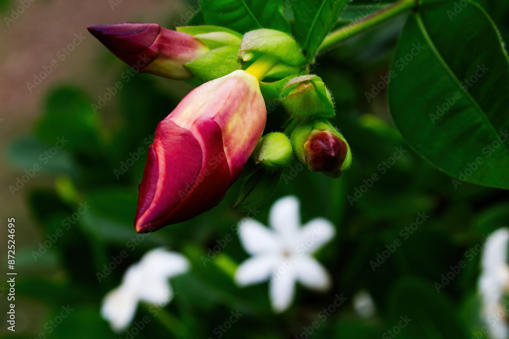 Flower Buds And Green Leaves Moorea French Polynesia Flower Buds And Green Leaves Moorea French Polynesia