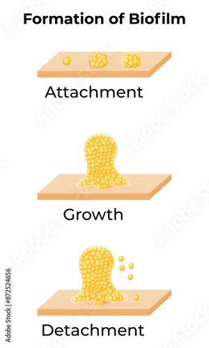 Formation of Biofilm Science Design Vector Illustration Diagram