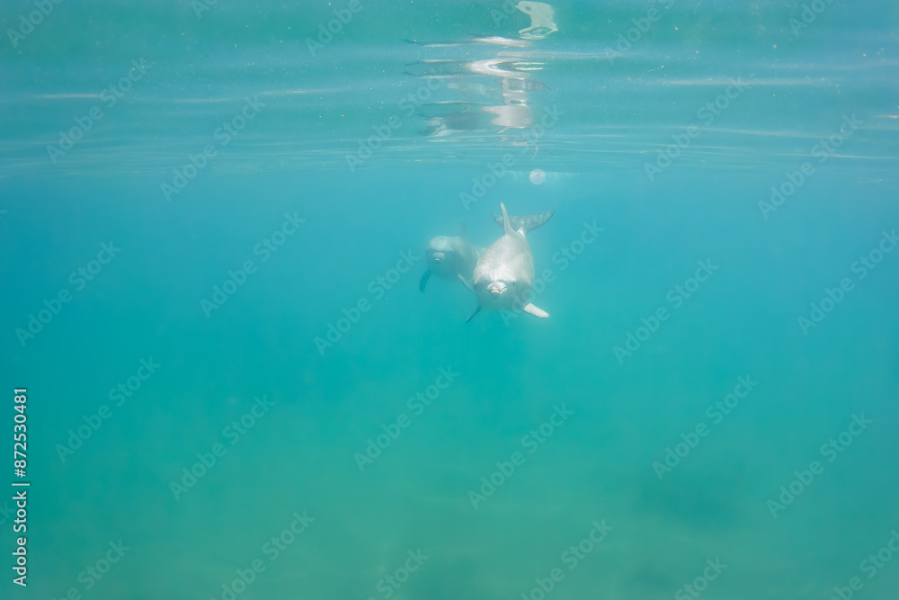 custom made wallpaper toronto digitalドルフィンスイムで可愛いミナミハンドウイルカの群れが出迎えてくれた。白い子イルカもいる。
日本国石川県七尾市能登島 - 2017年5月5日。
北陸地方の石川県、能登半島の先端にある能登島（北緯37度07分、東経136度59分）は、ミナミハンドウイルカの地球上の北限の生息地として知られている。
Indian Ocean Bottlenose Dolphin (Tursiops aduncus)