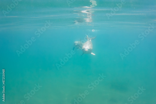 Wallpaper Mural ドルフィンスイムで可愛いミナミハンドウイルカの群れが出迎えてくれた。白い子イルカもいる。
日本国石川県七尾市能登島 - 2017年5月5日。
北陸地方の石川県、能登半島の先端にある能登島（北緯37度07分、東経136度59分）は、ミナミハンドウイルカの地球上の北限の生息地として知られている。
Indian Ocean Bottlenose Dolphin (Tursiops aduncus) Torontodigital.ca