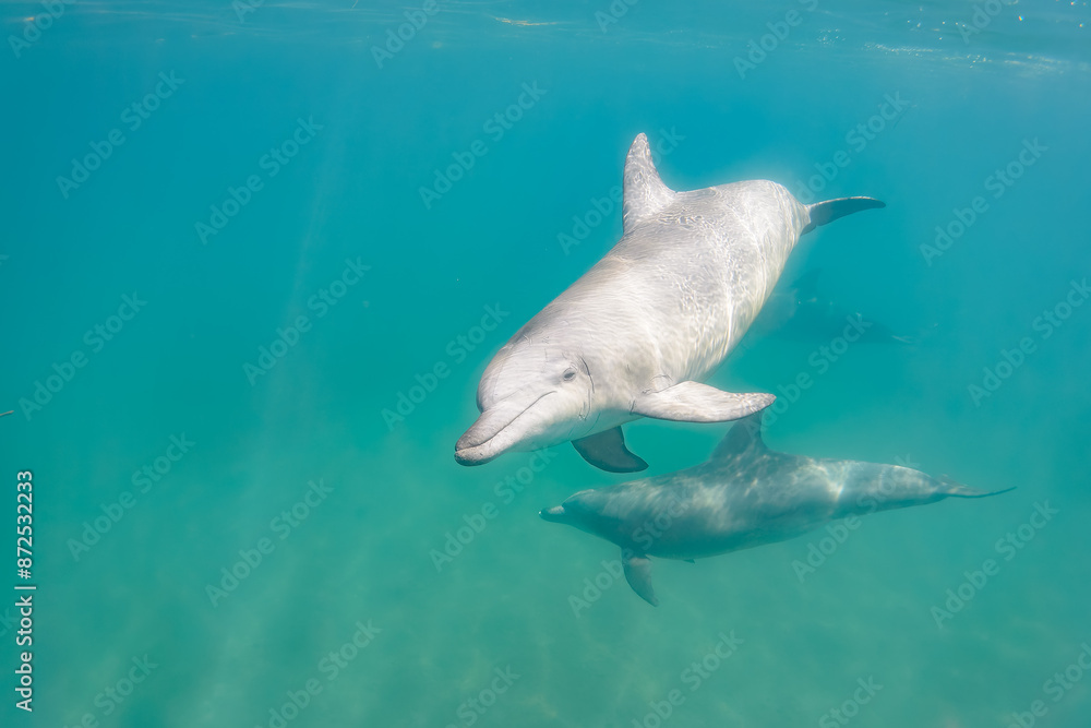 Fototapeta premium ドルフィンスイムで可愛いミナミハンドウイルカの群れが出迎えてくれた。白い子イルカもいる。 日本国石川県七尾市能登島 - 2017年5月5日。 北陸地方の石川県、能登半島の先端にある能登島（北緯37度07分、東経136度59分）は、ミナミハンドウイルカの地球上の北限の生息地として知られている。 Indian Ocean Bottlenose Dolphin (Tursiops aduncus) 