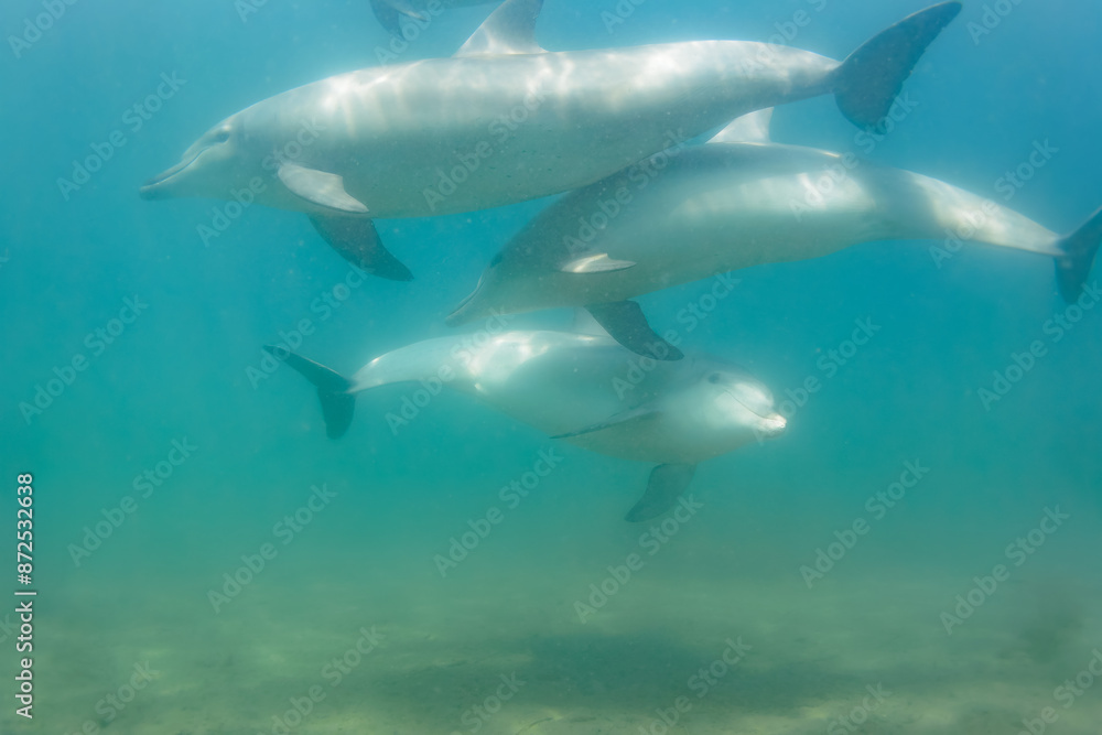 Fototapeta premium ドルフィンスイムで可愛いミナミハンドウイルカの群れが出迎えてくれた。白い子イルカもいる。 日本国石川県七尾市能登島 - 2017年5月5日。 北陸地方の石川県、能登半島の先端にある能登島(北緯37度07分、東経136度59分)は、ミナミハンドウイルカの地球上の北限の生息地として知られている。 Indian Ocean Bottlenose Dolphin (Tursiops aduncus)