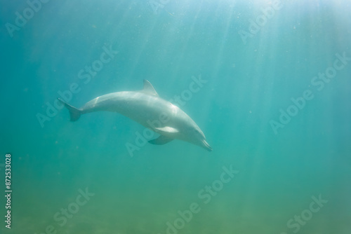 ドルフィンスイムで可愛いミナミハンドウイルカの群れが出迎えてくれた。白い子イルカもいる。 日本国石川県七尾市能登島 - 2017年5月5日。 北陸地方の石川県、能登半島の先端にある能登島（北緯37度07分、東経136度59分）は、ミナミハンドウイルカの地球上の北限の生息地として知られている。 Indian Ocean Bottlenose Dolphin (Tursiops aduncus)  © d3_plus