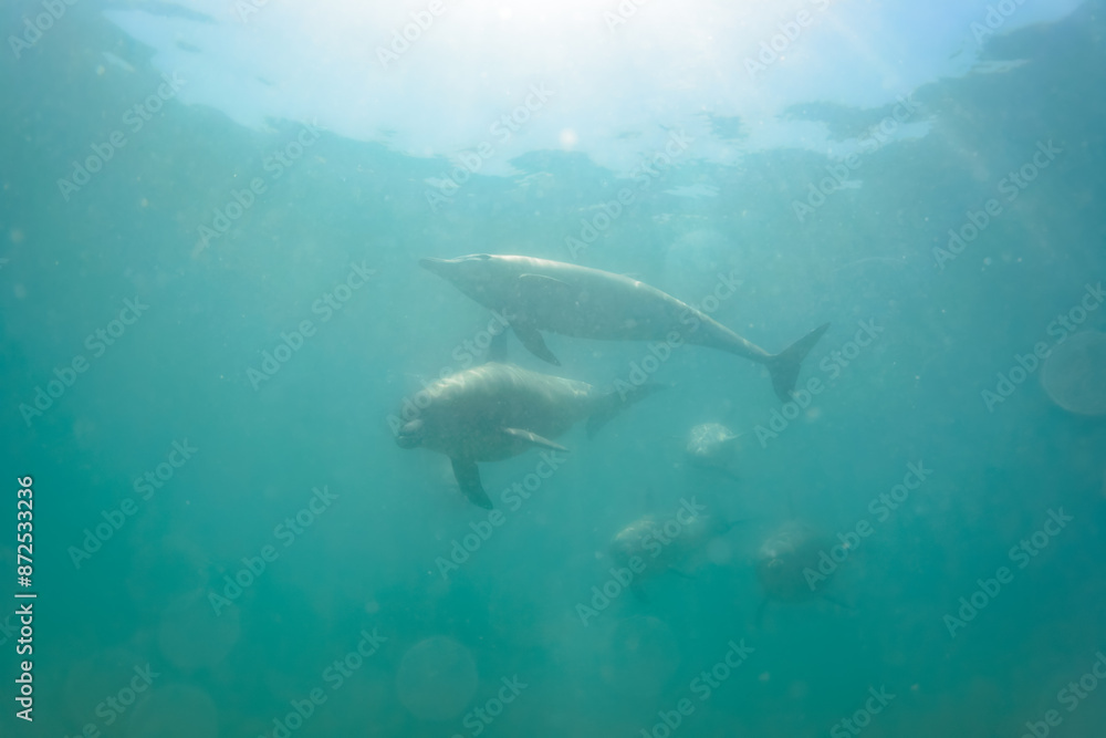 Fototapeta premium ドルフィンスイムで可愛いミナミハンドウイルカの群れが出迎えてくれた。白い子イルカもいる。 日本国石川県七尾市能登島 - 2017年5月5日。 北陸地方の石川県、能登半島の先端にある能登島（北緯37度07分、東経136度59分）は、ミナミハンドウイルカの地球上の北限の生息地として知られている。 Indian Ocean Bottlenose Dolphin (Tursiops aduncus) 