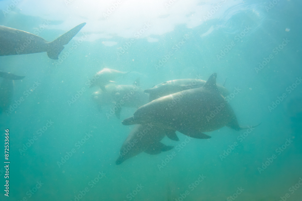 Fototapeta premium ドルフィンスイムで可愛いミナミハンドウイルカの群れが出迎えてくれた。白い子イルカもいる。 日本国石川県七尾市能登島 - 2017年5月5日。 北陸地方の石川県、能登半島の先端にある能登島（北緯37度07分、東経136度59分）は、ミナミハンドウイルカの地球上の北限の生息地として知られている。 Indian Ocean Bottlenose Dolphin (Tursiops aduncus) 