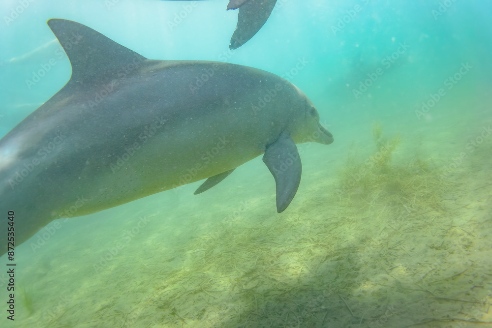 Obraz premium ドルフィンスイムで可愛いミナミハンドウイルカの群れが出迎えてくれた。白い子イルカもいる。 日本国石川県七尾市能登島 - 2017年5月5日。 北陸地方の石川県、能登半島の先端にある能登島(北緯37度07分、東経136度59分)は、ミナミハンドウイルカの地球上の北限の生息地として知られている。 Indian Ocean Bottlenose Dolphin (Tursiops aduncus)