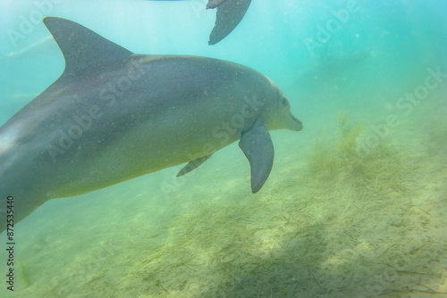 ドルフィンスイムで可愛いミナミハンドウイルカの群れが出迎えてくれた。白い子イルカもいる。 日本国石川県七尾市能登島 - 2017年5月5日。 北陸地方の石川県、能登半島の先端にある能登島（北緯37度07分、東経136度59分）は、ミナミハンドウイルカの地球上の北限の生息地として知られている。 Indian Ocean Bottlenose Dolphin (Tursiops aduncus)  © d3_plus