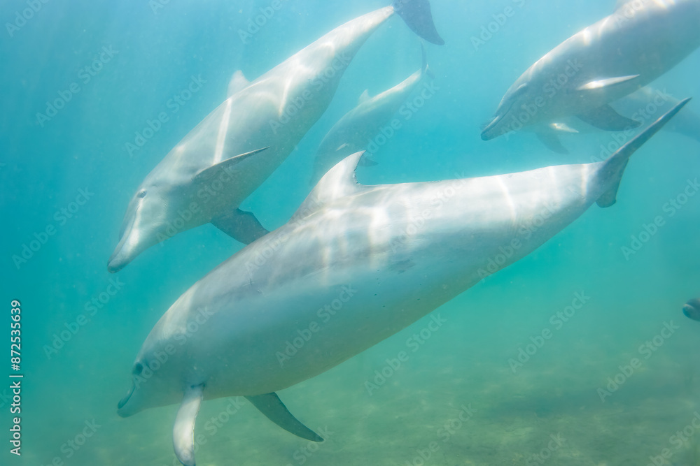 Naklejka premium ドルフィンスイムで可愛いミナミハンドウイルカの群れが出迎えてくれた。白い子イルカもいる。 日本国石川県七尾市能登島 - 2017年5月5日。 北陸地方の石川県、能登半島の先端にある能登島（北緯37度07分、東経136度59分）は、ミナミハンドウイルカの地球上の北限の生息地として知られている。 Indian Ocean Bottlenose Dolphin (Tursiops aduncus) 