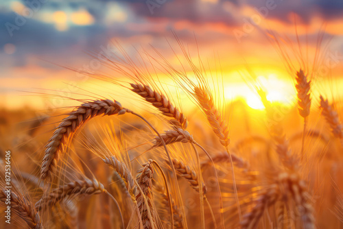 A field of golden wheat swaying in the wind under a sunset sky. Rural Scenery under Shining Sunlight. Background of ripening ears of wheat field and the cycle of agriculture. Rich harvest concept