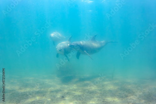 Wallpaper Mural ドルフィンスイムで可愛いミナミハンドウイルカの群れが出迎えてくれた。白い子イルカもいる。
日本国石川県七尾市能登島 - 2017年5月5日。
北陸地方の石川県、能登半島の先端にある能登島（北緯37度07分、東経136度59分）は、ミナミハンドウイルカの地球上の北限の生息地として知られている。
Indian Ocean Bottlenose Dolphin (Tursiops aduncus)
 Torontodigital.ca