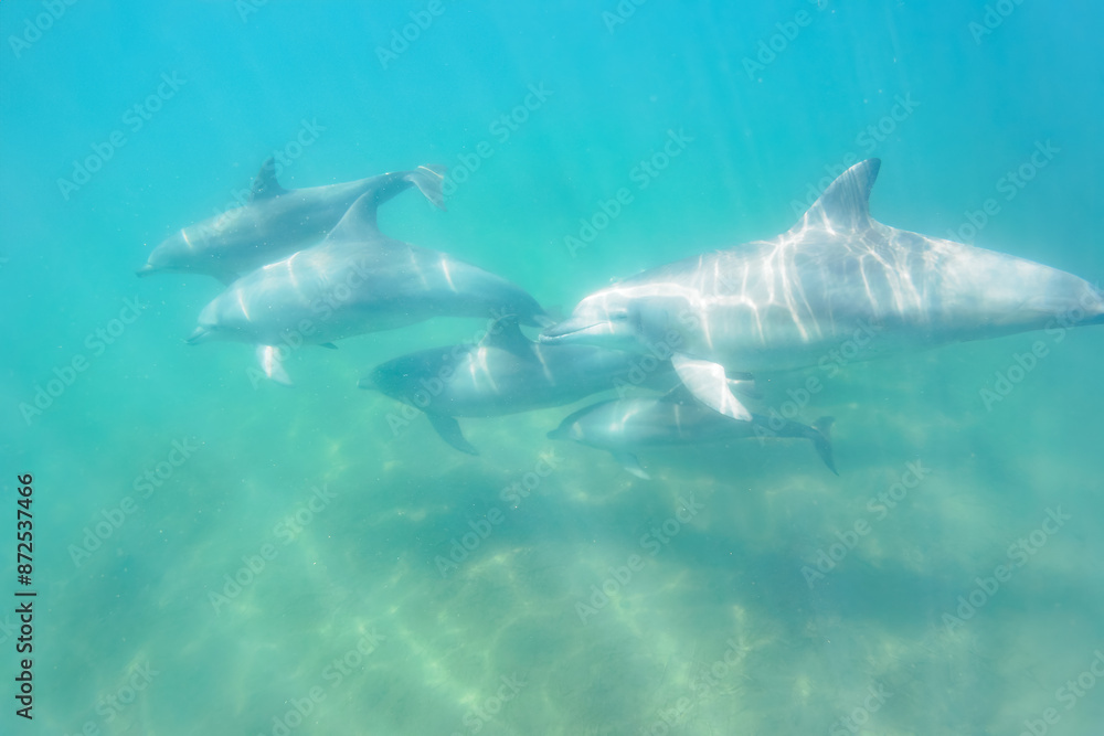 Fototapeta premium ドルフィンスイムで可愛いミナミハンドウイルカの群れが出迎えてくれた。白い子イルカもいる。 日本国石川県七尾市能登島 - 2017年5月5日。 北陸地方の石川県、能登半島の先端にある能登島(北緯37度07分、東経136度59分)は、ミナミハンドウイルカの地球上の北限の生息地として知られている。 Indian Ocean Bottlenose Dolphin (Tursiops aduncus)