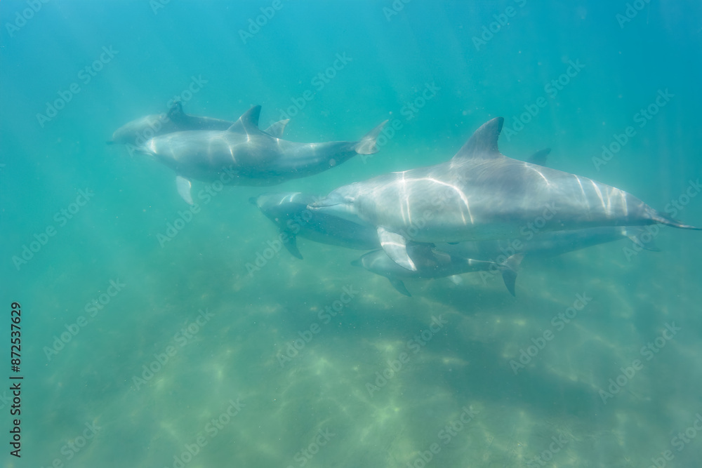 Fototapeta premium ドルフィンスイムで可愛いミナミハンドウイルカの群れが出迎えてくれた。白い子イルカもいる。 日本国石川県七尾市能登島 - 2017年5月5日。 北陸地方の石川県、能登半島の先端にある能登島(北緯37度07分、東経136度59分)は、ミナミハンドウイルカの地球上の北限の生息地として知られている。 Indian Ocean Bottlenose Dolphin (Tursiops aduncus)