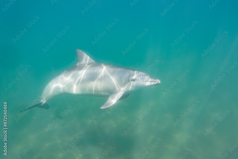 Fototapeta premium ドルフィンスイムで可愛いミナミハンドウイルカの群れが出迎えてくれた。白い子イルカもいる。 日本国石川県七尾市能登島 - 2017年5月5日。 北陸地方の石川県、能登半島の先端にある能登島（北緯37度07分、東経136度59分）は、ミナミハンドウイルカの地球上の北限の生息地として知られている。 Indian Ocean Bottlenose Dolphin (Tursiops aduncus) 