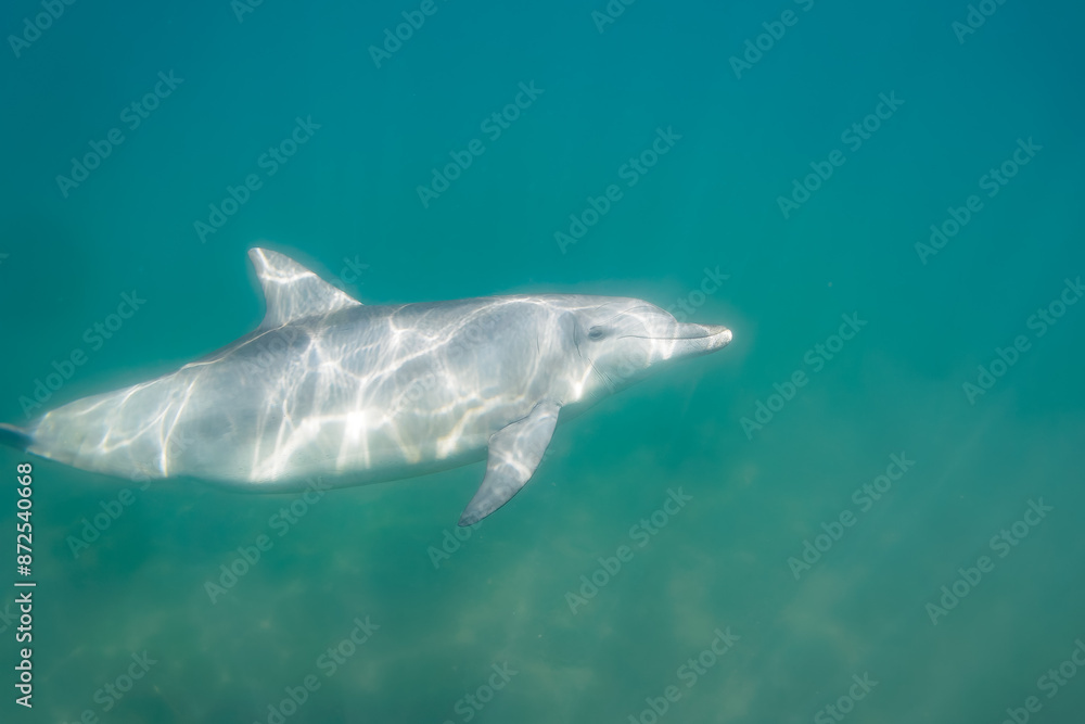 Naklejka premium ドルフィンスイムで可愛いミナミハンドウイルカの群れが出迎えてくれた。白い子イルカもいる。 日本国石川県七尾市能登島 - 2017年5月5日。 北陸地方の石川県、能登半島の先端にある能登島（北緯37度07分、東経136度59分）は、ミナミハンドウイルカの地球上の北限の生息地として知られている。 Indian Ocean Bottlenose Dolphin (Tursiops aduncus) 