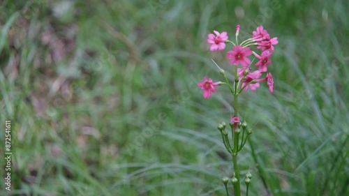 Wallpaper Mural 輝くクリンソウ Torontodigital.ca