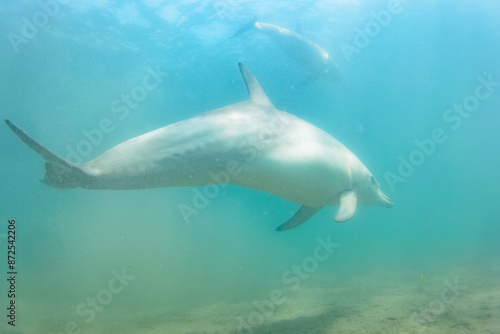 ドルフィンスイムで可愛いミナミハンドウイルカの群れが出迎えてくれた。白い子イルカもいる。 日本国石川県七尾市能登島 - 2017年5月5日。 北陸地方の石川県、能登半島の先端にある能登島（北緯37度07分、東経136度59分）は、ミナミハンドウイルカの地球上の北限の生息地として知られている。 Indian Ocean Bottlenose Dolphin (Tursiops aduncus) 