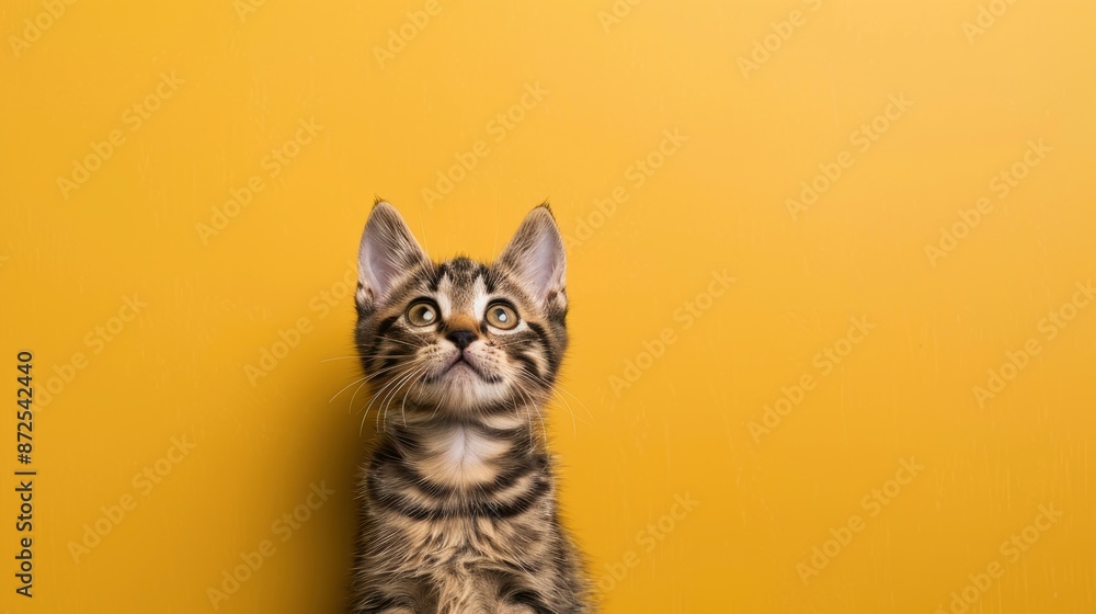 Cute Kitten Sitting On A Yellow Background With Copy Space, Banner For A Pet Shop Or Animal Concept Cute Kitten Sitting On A Yellow Background With Copy Space, Banner For A Pet Shop Or Animal Concept