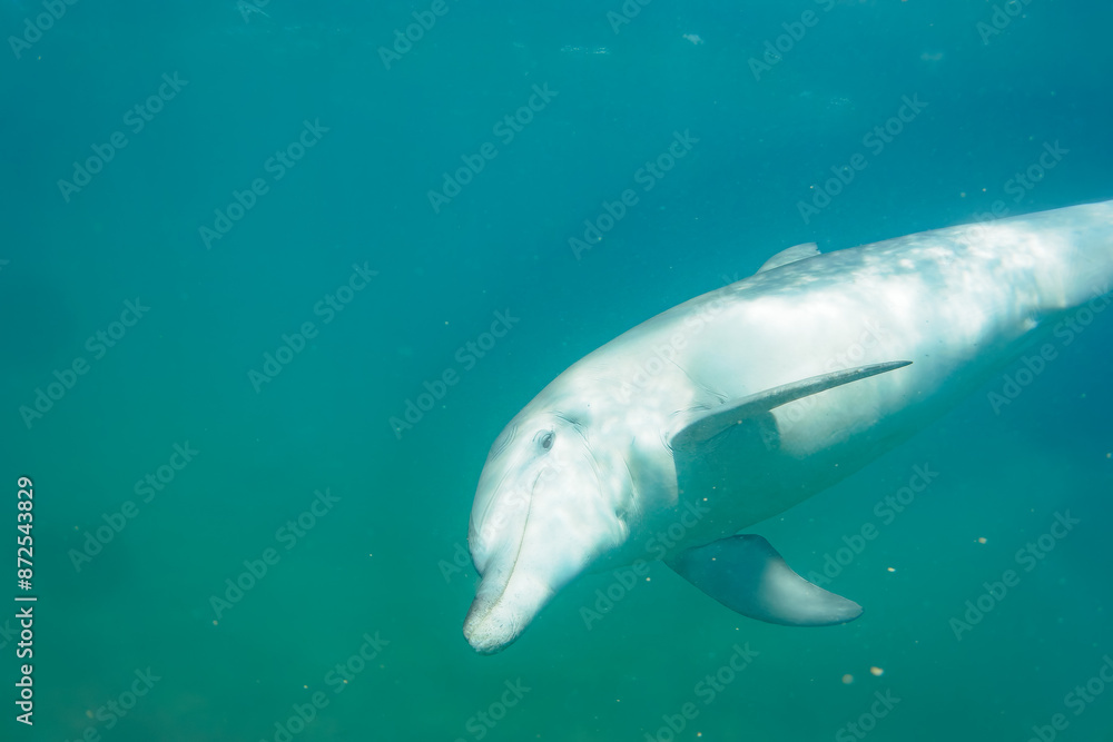 Fototapeta premium ドルフィンスイムで可愛いミナミハンドウイルカの群れが出迎えてくれた。白い子イルカもいる。 日本国石川県七尾市能登島 - 2017年5月5日。 北陸地方の石川県、能登半島の先端にある能登島（北緯37度07分、東経136度59分）は、ミナミハンドウイルカの地球上の北限の生息地として知られている。 Indian Ocean Bottlenose Dolphin (Tursiops aduncus) 