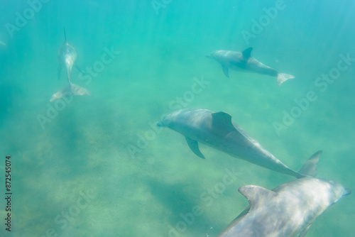 Wallpaper Mural ドルフィンスイムで可愛いミナミハンドウイルカの群れが出迎えてくれた。白い子イルカもいる。
日本国石川県七尾市能登島 - 2017年5月5日。
北陸地方の石川県、能登半島の先端にある能登島（北緯37度07分、東経136度59分）は、ミナミハンドウイルカの地球上の北限の生息地として知られている。
Indian Ocean Bottlenose Dolphin (Tursiops aduncus)
 Torontodigital.ca