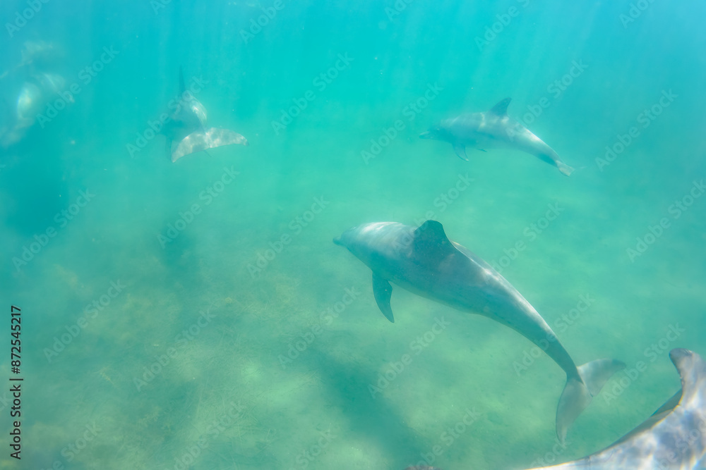 Obraz premium ドルフィンスイムで可愛いミナミハンドウイルカの群れが出迎えてくれた。白い子イルカもいる。 日本国石川県七尾市能登島 - 2017年5月5日。 北陸地方の石川県、能登半島の先端にある能登島(北緯37度07分、東経136度59分)は、ミナミハンドウイルカの地球上の北限の生息地として知られている。 Indian Ocean Bottlenose Dolphin (Tursiops aduncus)