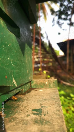 Indian honey bees (Apis Cerena Indica) carrying pollen and flying to the wooden hive in an apiary in SLOW MOTION VERTICAL HD VIDEO photo