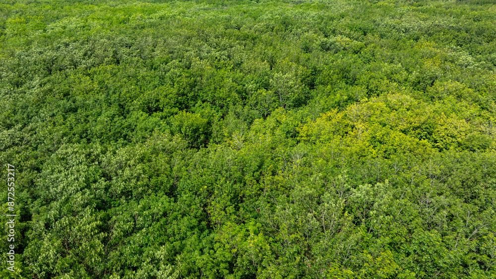 aerial view of dark green forest Abundant natural ecosystems of rainforest. Concept of nature forest preservation and reforestation aerial view of dark green forest Abundant natural ecosystems of rainforest. Concept of nature forest preservation and reforestation