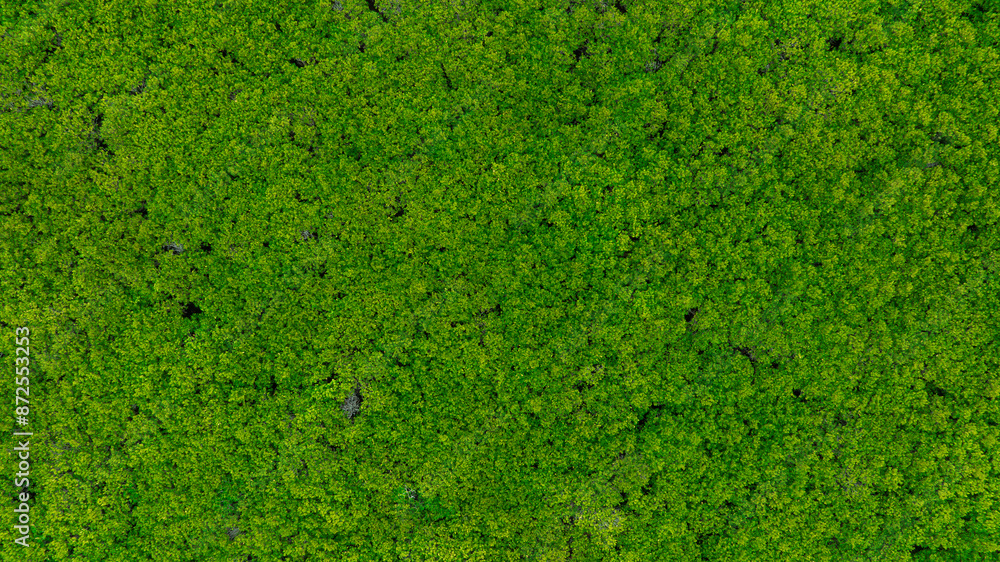aerial view of dark green forest Abundant natural ecosystems of rainforest. Concept of nature forest preservation and reforestation aerial view of dark green forest Abundant natural ecosystems of rainforest. Concept of nature forest preservation and reforestation