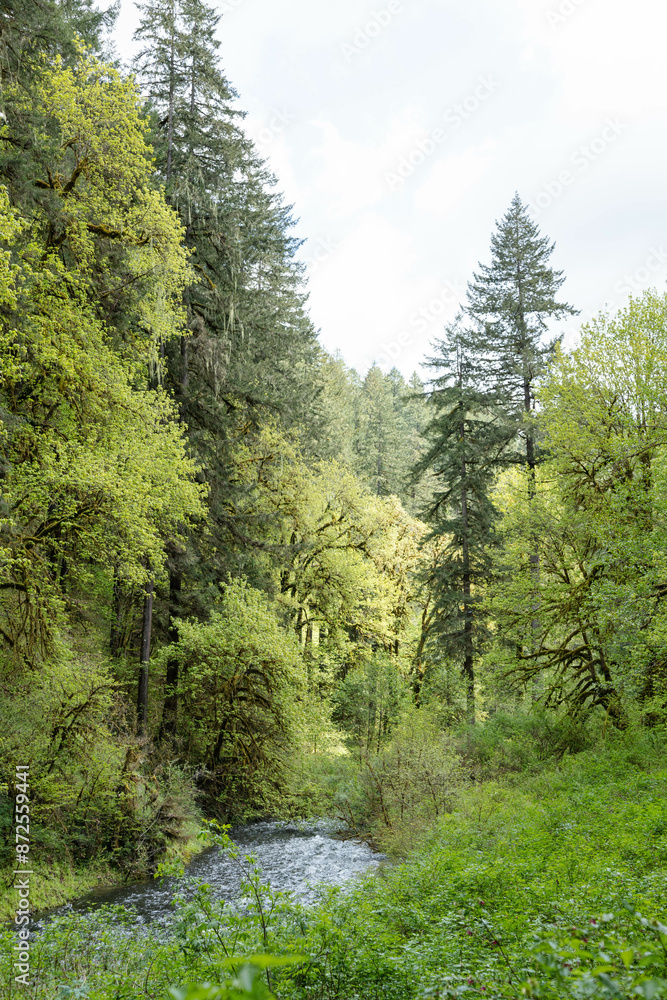 river in the Oregon forest river in the Oregon forest