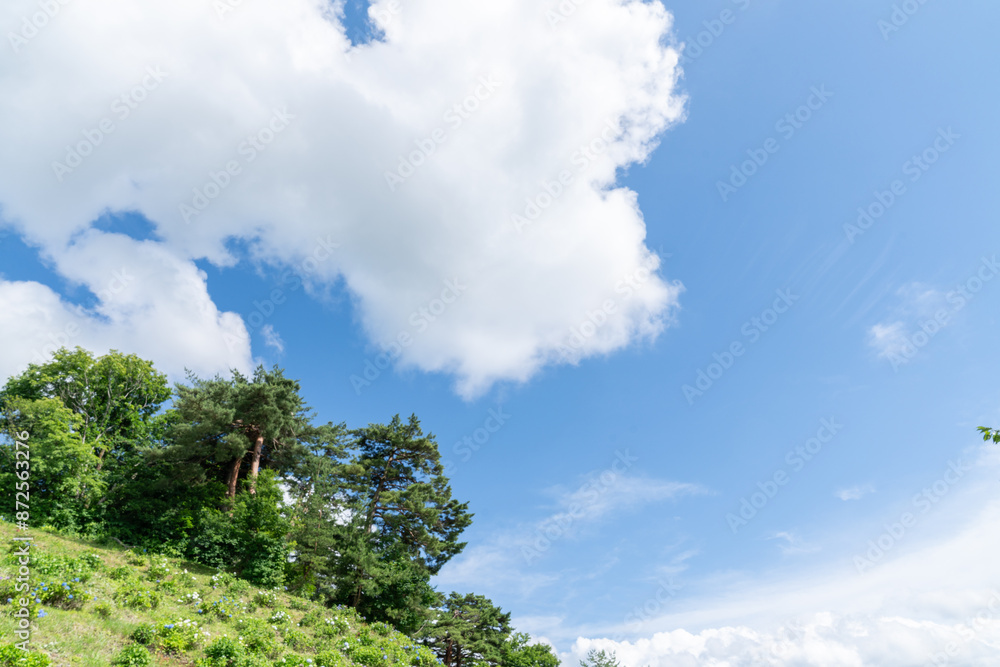 Obraz premium 綺麗な緑の木々と、青空と白い雲