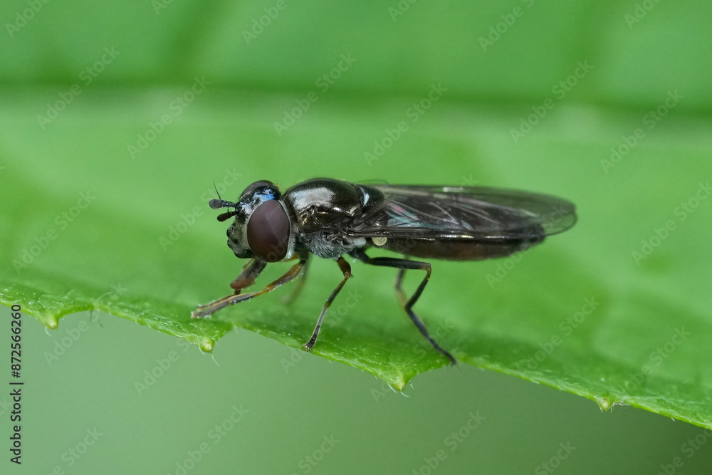 Closeup on a Three-tufted Sedgesitter hoverfly, Platycheirus albimanus, sitting in the vegetation Closeup on a Three-tufted Sedgesitter hoverfly, Platycheirus albimanus, sitting in the vegetation