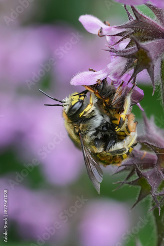 Closeup on a copulating couple European woolcarder bees , Anthidium manicatum while hanging in purple flowers photo