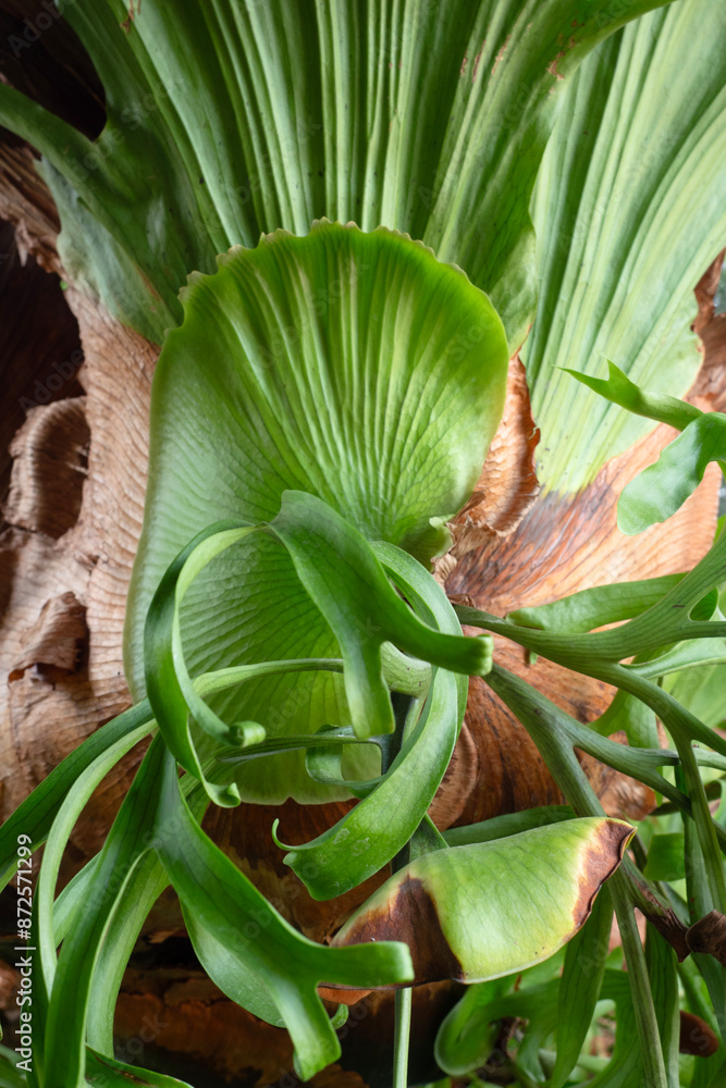 Staghorn Ferns or Elkhorn ferns in nature background.