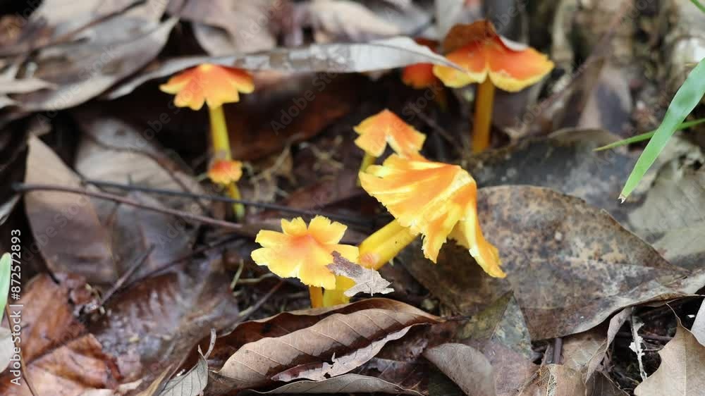 Beautiful mushrooms grow in the middle of dry leaves, with illuminated golden-breaking morning sunlight. (witch's hat, conical wax cap, or conical slimy cap, hygrocybe conica mushroom ) Beautiful mushrooms grow in the middle of dry leaves, with illuminated golden-breaking morning sunlight. (witch's hat, conical wax cap, or conical slimy cap, hygrocybe conica mushroom )