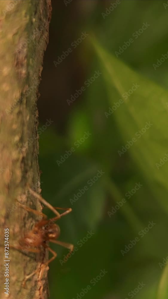Indian Red weaver ant, Vertical Slow Motion Video Indian Red weaver ant, Vertical Slow Motion Video