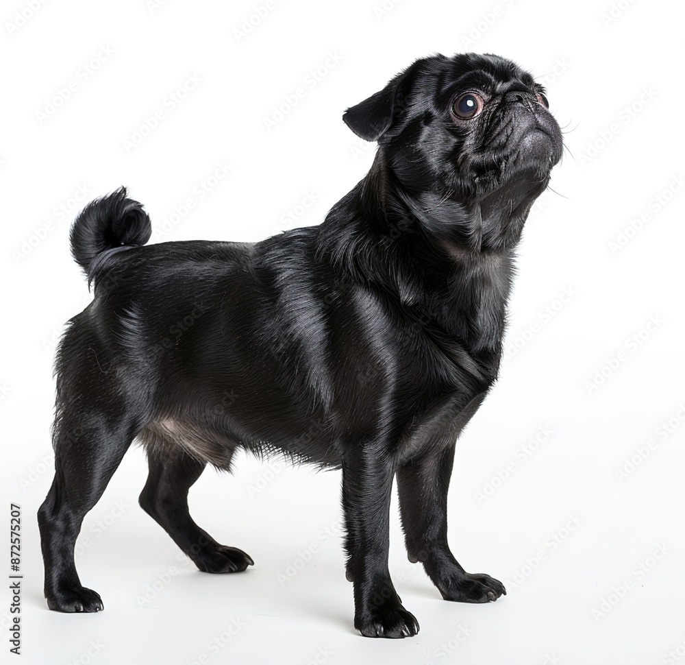 Obraz premium A black pug standing with a happy expression in a full body photo against a white background