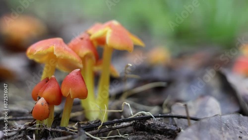 Small bright orange, yellow stemmed mushrooms, in the myanmar forest.  (witch's hat, conical wax cap, or conical slimy cap, hygrocybe conica mushroom). photo