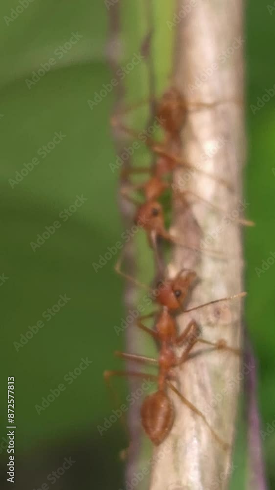 Indian Red weaver ant, Vertical Slow Motion Video Indian Red weaver ant, Vertical Slow Motion Video