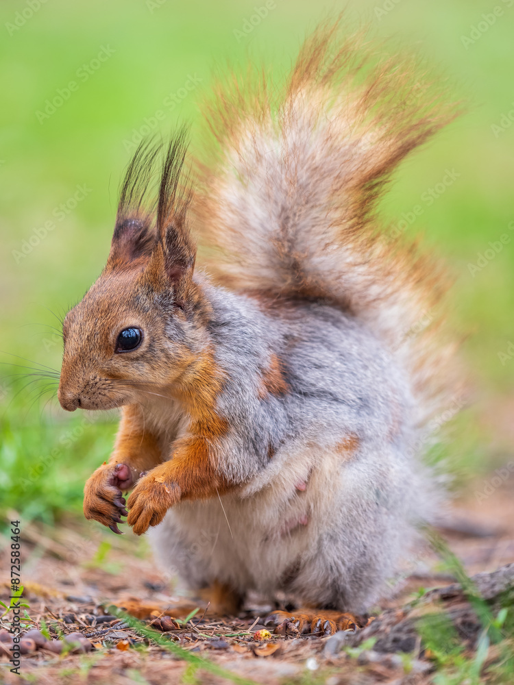 Squirrel eats a nut while sitting in green grass. Eurasian red squirrel, Sciurus vulgaris Squirrel eats a nut while sitting in green grass. Eurasian red squirrel, Sciurus vulgaris