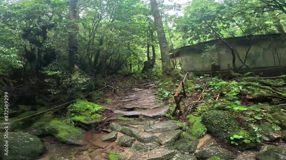 The Shiratani Unsuikyo Ravine on Yakushima is a lush nature park containing several ancient cedars, Yakushima is a World Heritage Site island located in Kagoshima Prefecture, Kyushu, Japan The Shiratani Unsuikyo Ravine on Yakushima is a lush nature park containing several ancient cedars, Yakushima is a World Heritage Site island located in Kagoshima Prefecture, Kyushu, Japan