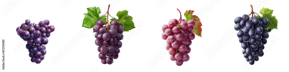 Various clusters of purple grapes, arranged in a row, showcasing different shades and stages, isolated on a white background. transparent background Various clusters of purple grapes, arranged in a row, showcasing different shades and stages, isolated on a white background. transparent background