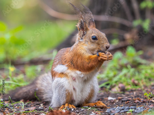 Squirrel eats a nut while sitting in green grass. Eurasian red squirrel, Sciurus vulgaris © Dmitrii Potashkin